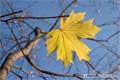 Ноябрь, последный желтый лист. Осень 2011. Фото месяца